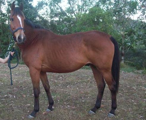 Gelding 10yo - Quiet Trail Mount. Quiet and handy trail mount. Great around other horses, Dogs, Cattle, People. Good do-er, reliable and quiet. Will happily plod along at your pace, or has the get-up-and-go if you want it. Located in South East QLD near gympie. Is advertised in horsedeals, already people looking into comming... $1000 ono QLD